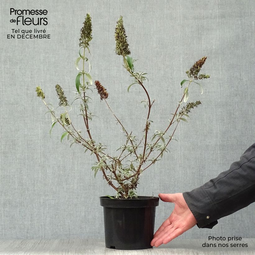 Buddleia davidii White Profusion en pot de 3L/4L - Arbre aux papillons esemplare consegnato in inverno