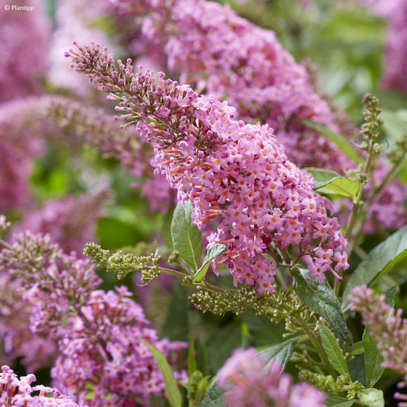 Albero delle farfalle Butterfly Candy Little Pink (Fioritura)