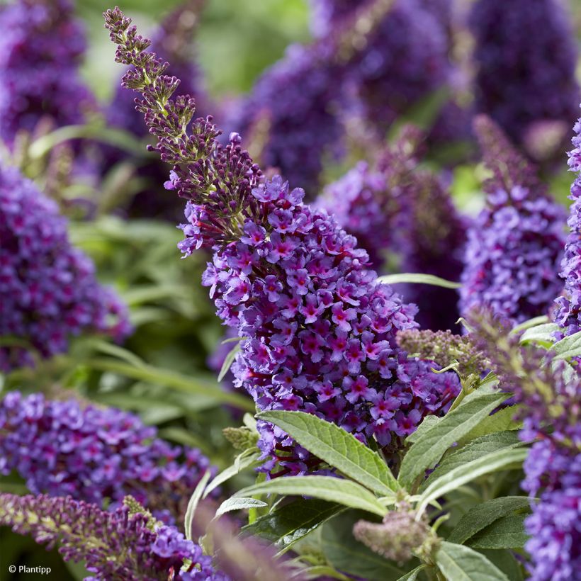 Albero delle farfalle Butterfly Candy Little Purple (Fioritura)