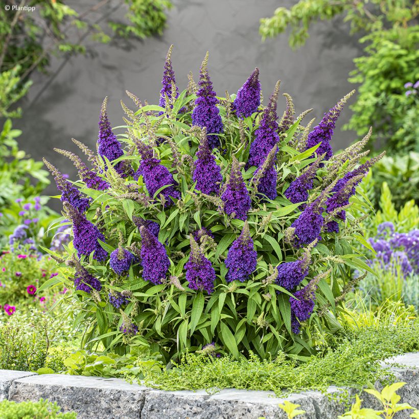 Albero delle farfalle Butterfly Candy Little Purple (Porto)