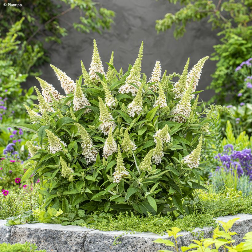 Albero delle farfalle Butterfly Candy Little White (Porto)