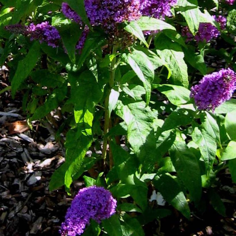 Albero delle farfalle Peacock (Fogliame)