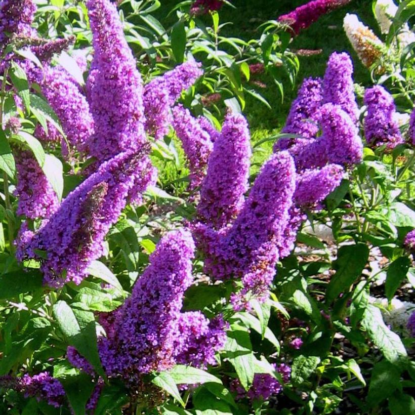 Albero delle farfalle Peacock (Fioritura)