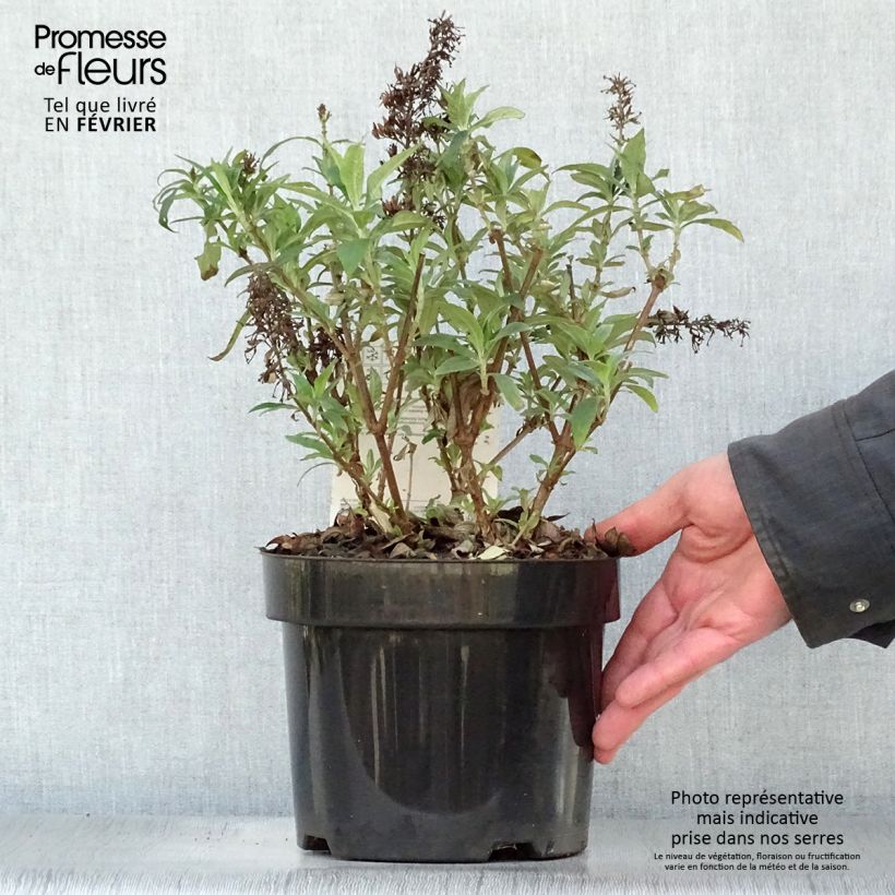 Buddleja Peacock - Arbre aux papillons Pot de 3L/4L esemplare consegnato in inverno