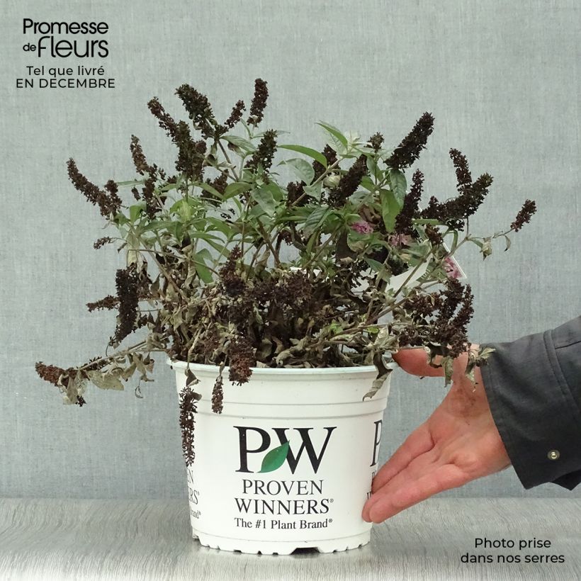 Buddleja Pink Micro Chip - Arbre aux papillons nain Pot de 3L/4L esemplare consegnato in inverno