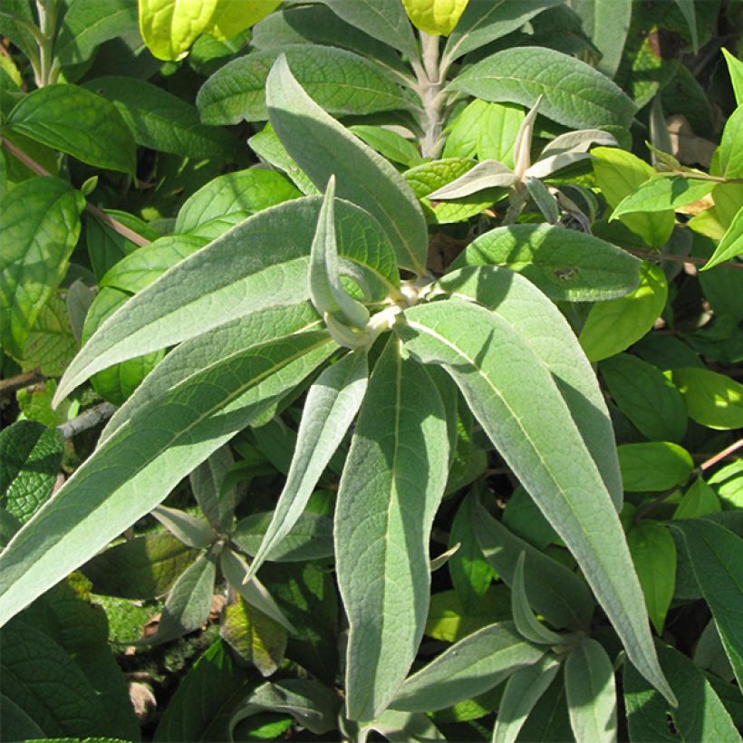 Buddleja colvilei - Albero delle farfalle (Fogliame)