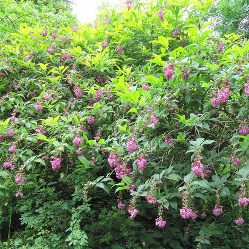 Buddleja colvilei - Albero delle farfalle (Porto)