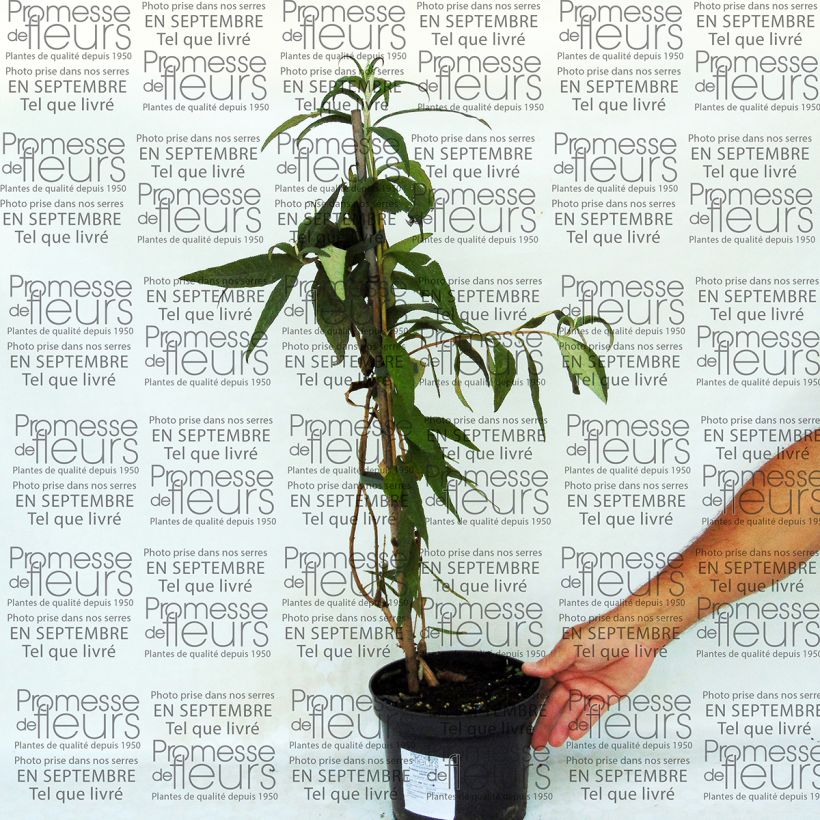 Esempio di esemplare Buddleja colvilei - Arbre aux papillons Pot de 2L/3L come consegnato