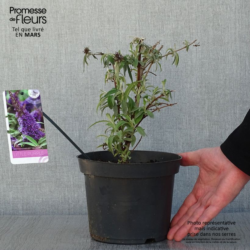 Buddleja davidii Butterfly CandyLittle Purple - Arbre aux papillons nain Pot de 3L/4L esemplare consegnato in inverno