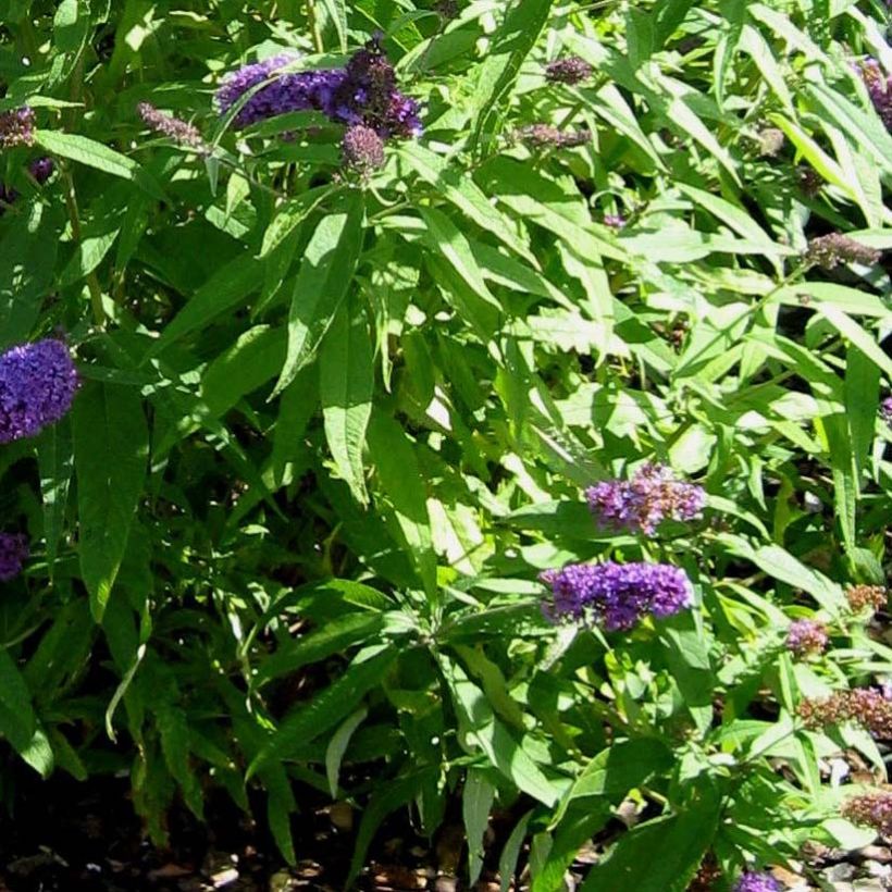 Albero delle farfalle Camberwell Beauty (Fogliame)