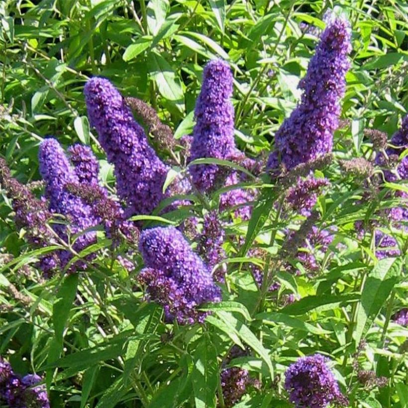 Albero delle farfalle Camberwell Beauty (Fioritura)