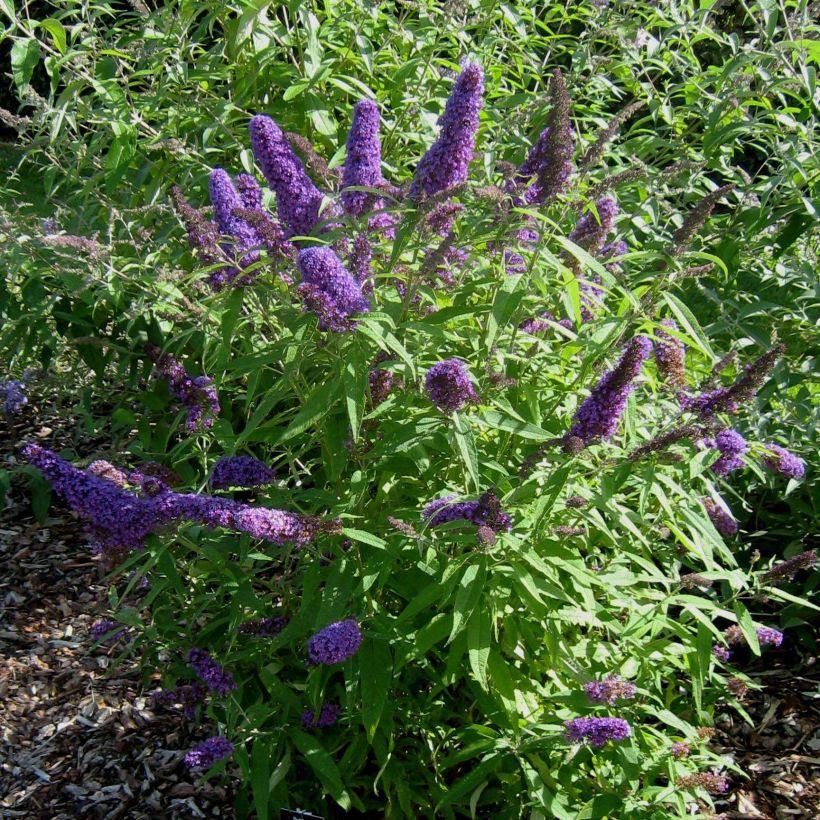 Albero delle farfalle Camberwell Beauty (Porto)