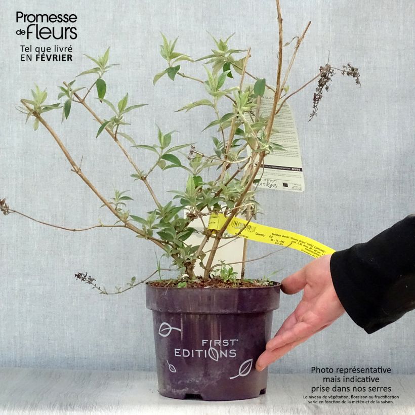 Buddleja davidii Groovy Grape - Arbre à papillons en pot de 3/4L esemplare consegnato in inverno