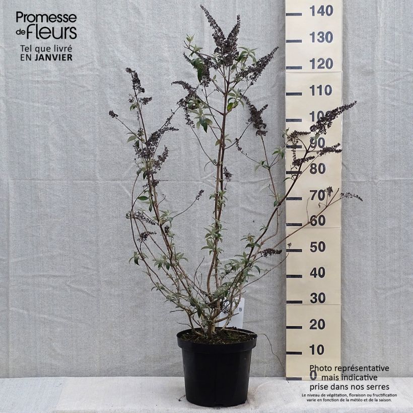 Buddleja davidii Groovy Grape - Arbre à papillons en pot de 7,5l/10l esemplare consegnato in inverno