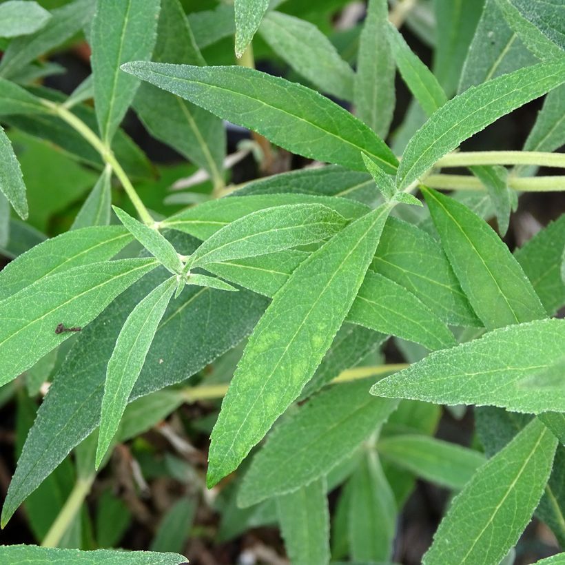 Albero delle farfalle Gulliver (Fogliame)