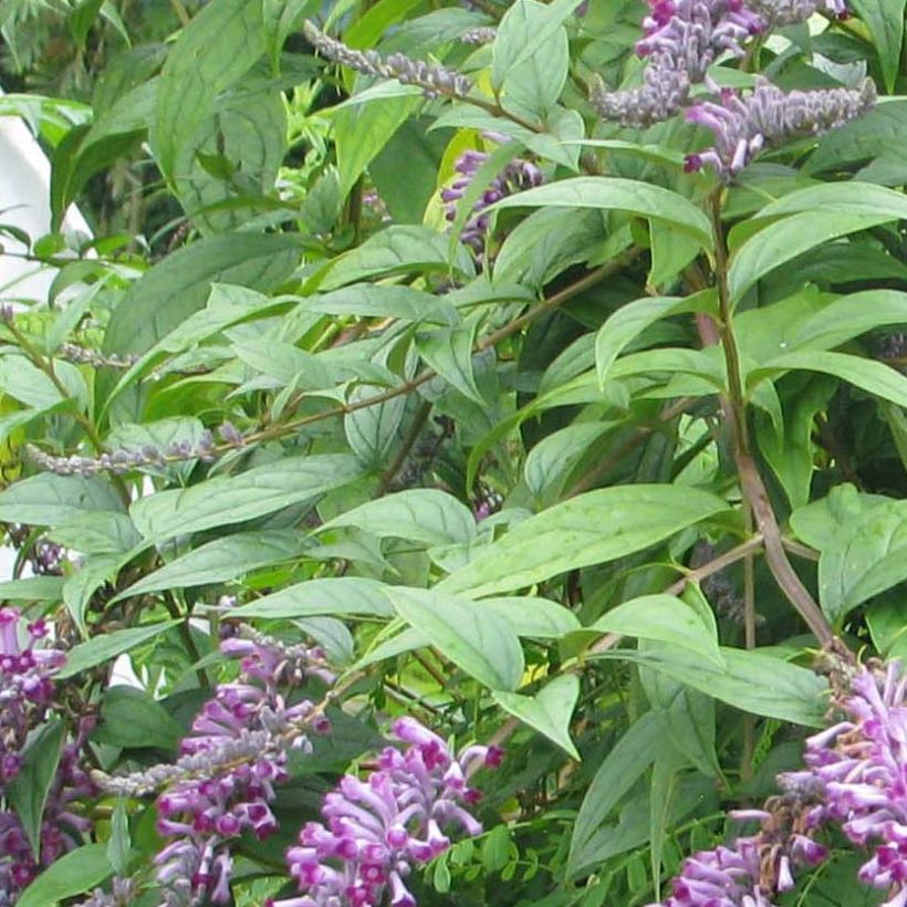 Buddleja lindleyana - Albero delle farfalle (Fogliame)