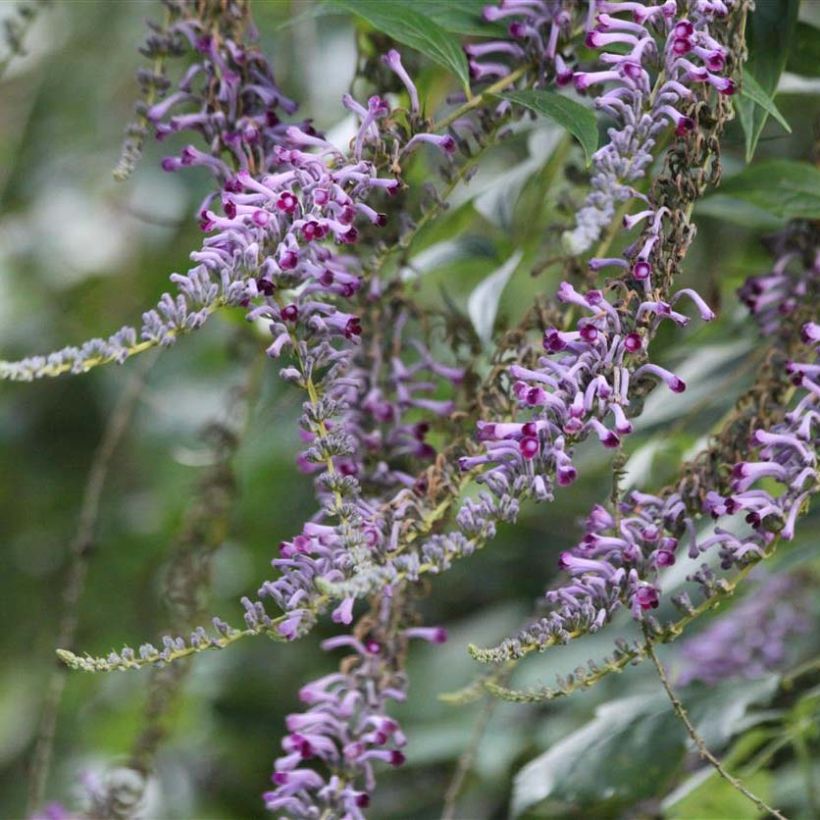 Buddleja lindleyana - Albero delle farfalle (Fioritura)