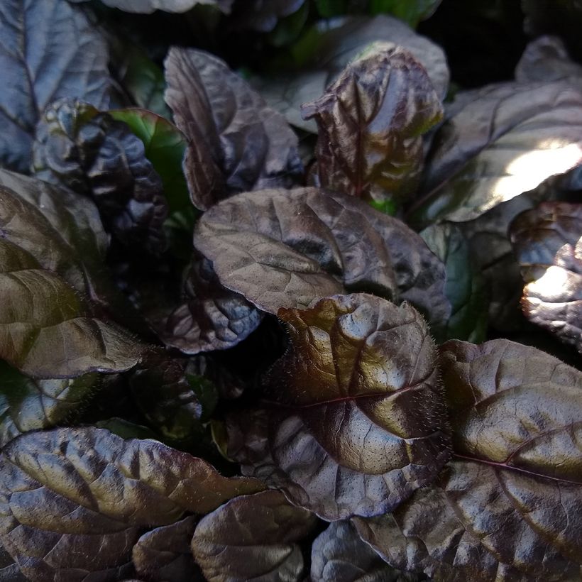 Ajuga reptans Braunherz - Bugola (Fogliame)