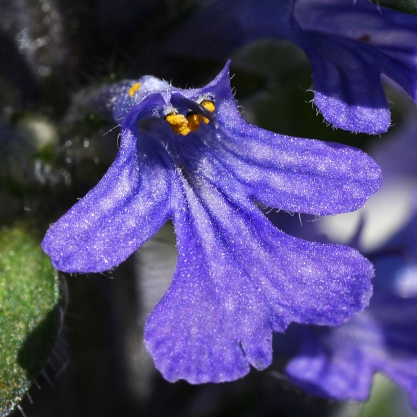 Ajuga reptans Delight - Bugola (Fioritura)