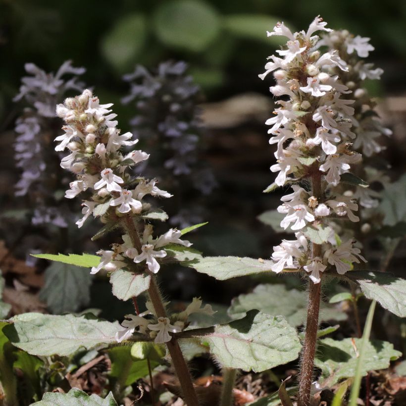 Ajuga reptans Schneekerze - Bugola (Fioritura)