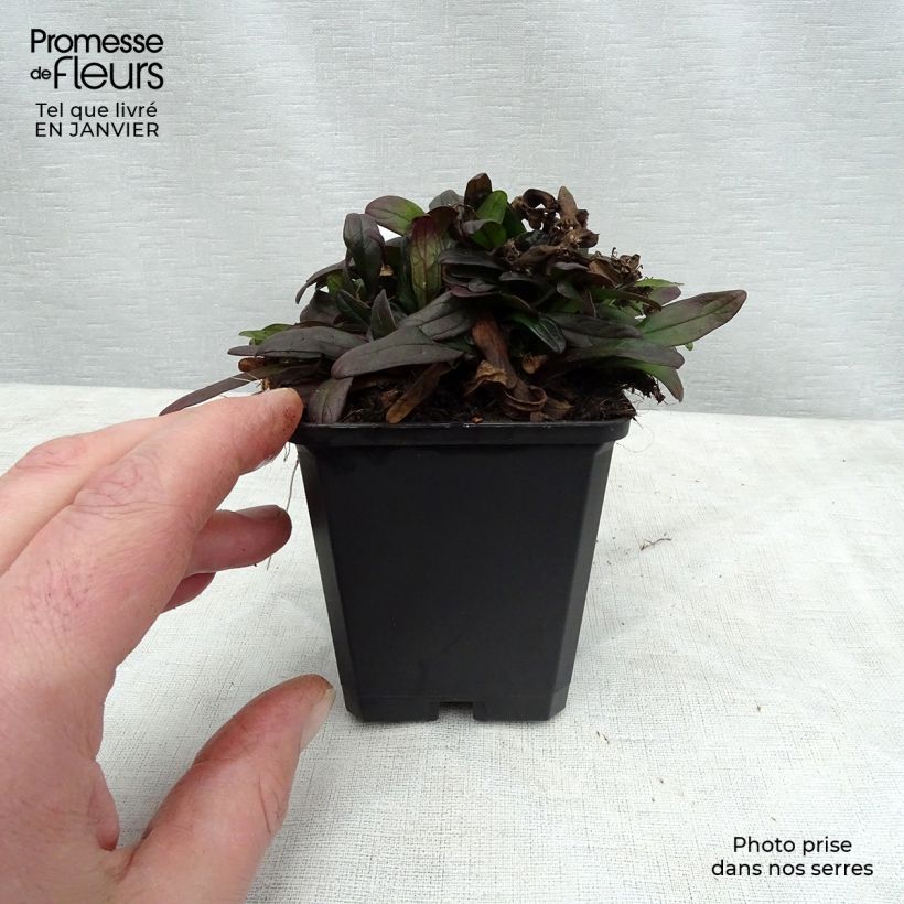 Bugle rampante - Ajuga tenorii Chocolate Chip (Valfredda)  Godet de 9cm esemplare consegnato in inverno