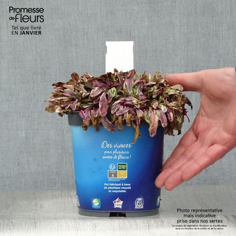 Bugle rampante - Ajuga tenorii Princess Nadia en pot de 1.5L/2L esemplare consegnato in inverno