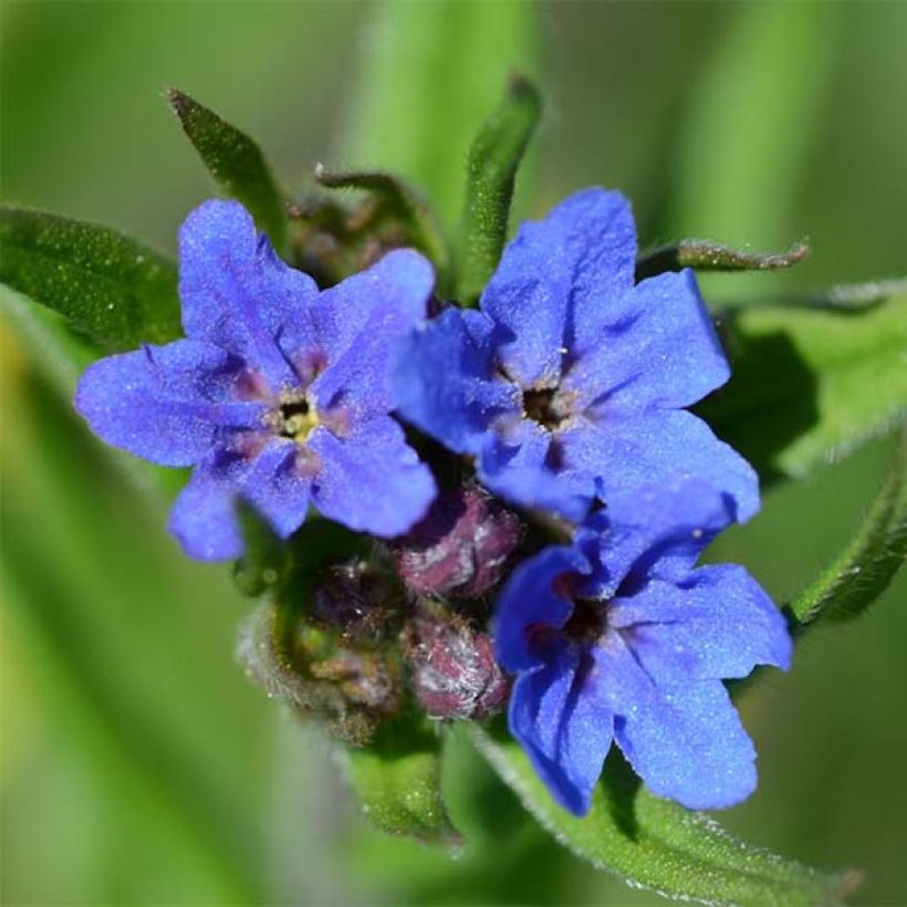 Buglossoides purpurocaerulea - Erba-perla azzurra (Fioritura)