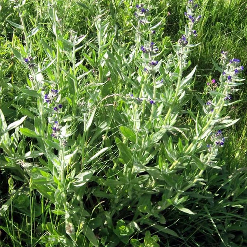 Buglossoides purpurocaerulea - Erba-perla azzurra (Porto)