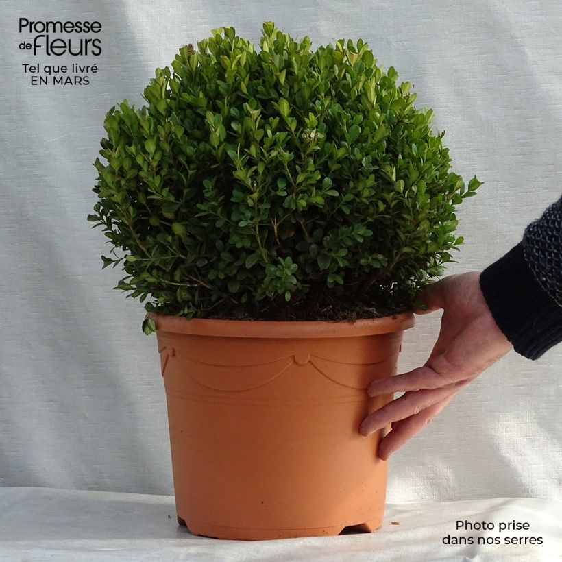 Buis - Buxus microphylla Faulkner en boule Pot de 7.5/10L esemplare consegnato in inverno