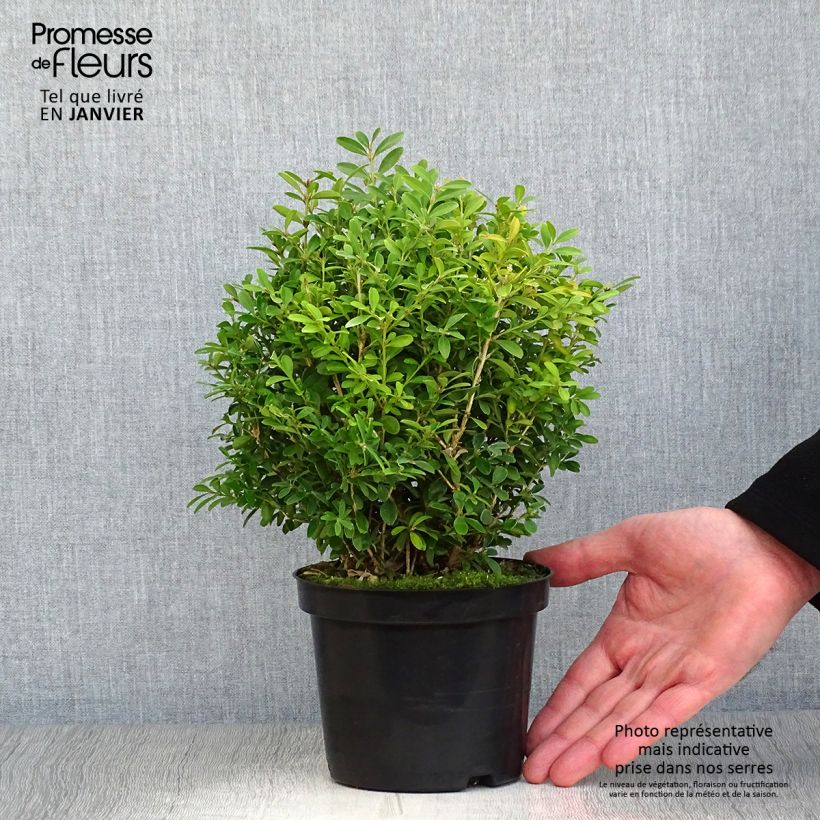 Buis - Buxus microphylla Rococo en pot de 3L/4L esemplare consegnato in inverno