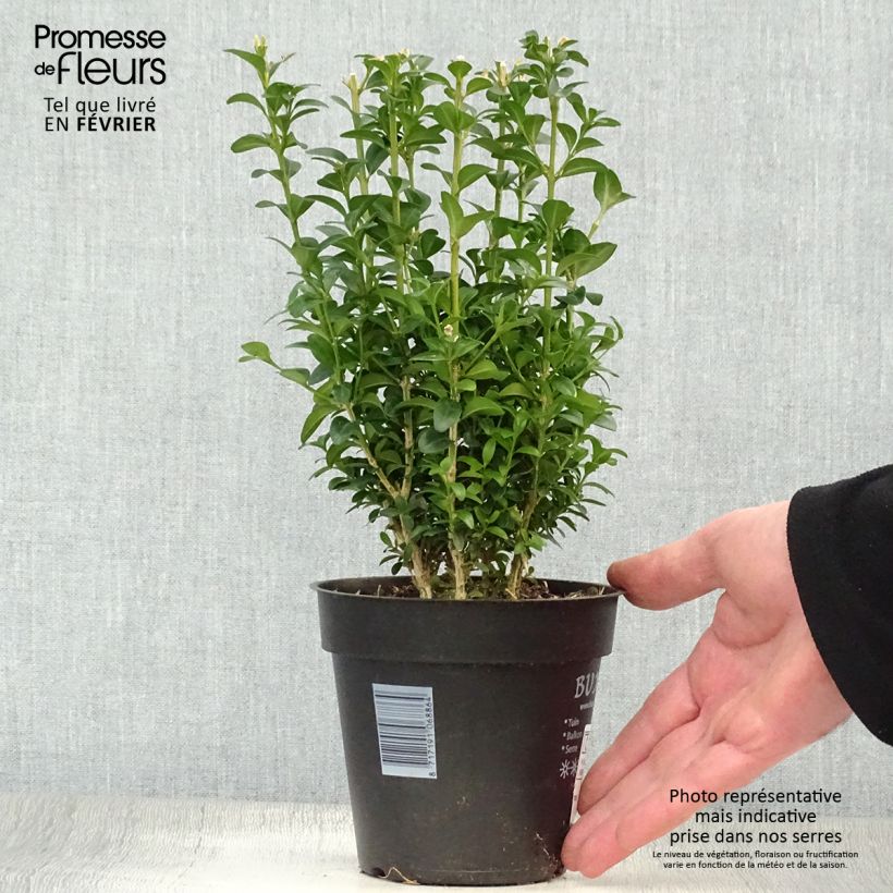 Buis bordure - Buxus sempervirens en pot de 13cm esemplare consegnato in inverno