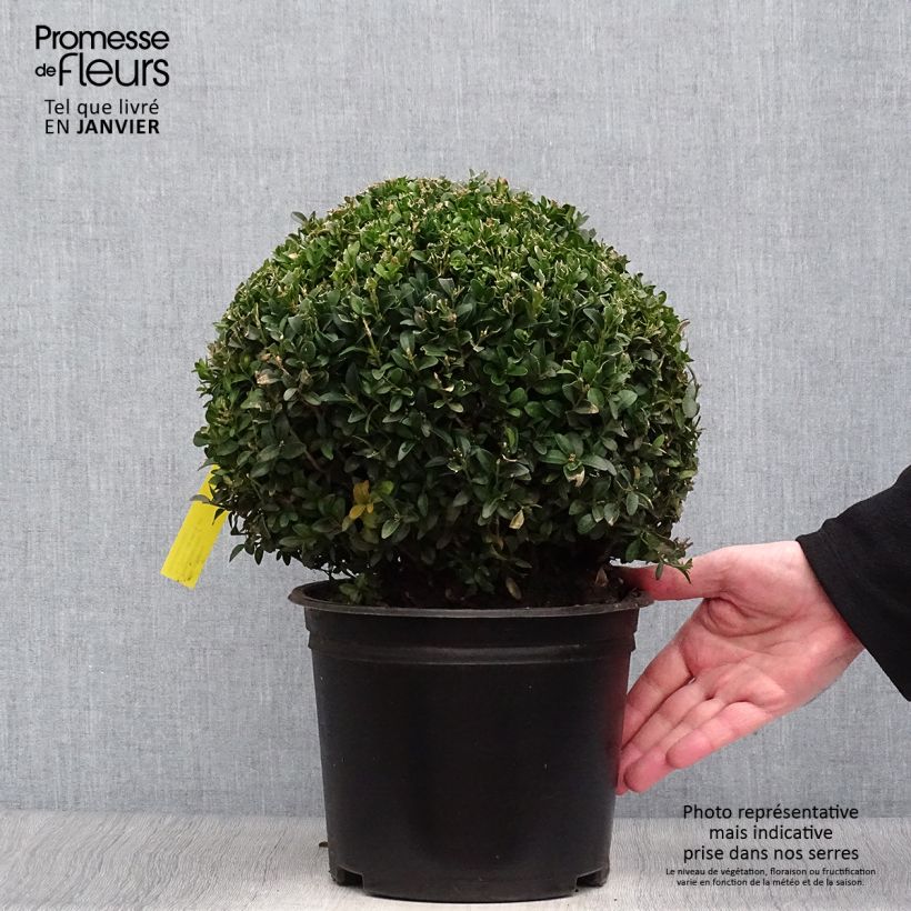 Buis boule - Buxus sempervirens diamètre 20/+cm esemplare consegnato in inverno