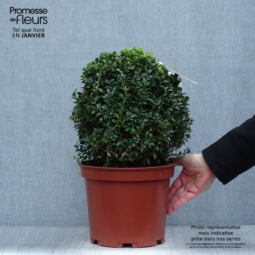 Buis boule - Buxus sempervirens diamètre 25/30cm esemplare consegnato in inverno