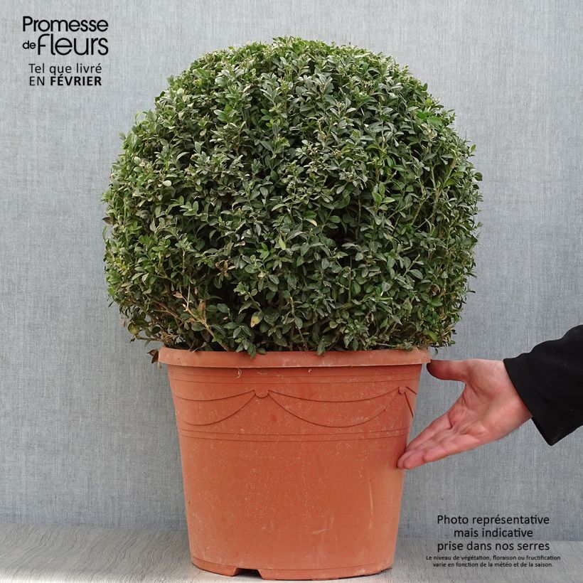 Buis boule - Buxus sempervirens diamètre 50cm esemplare consegnato in inverno