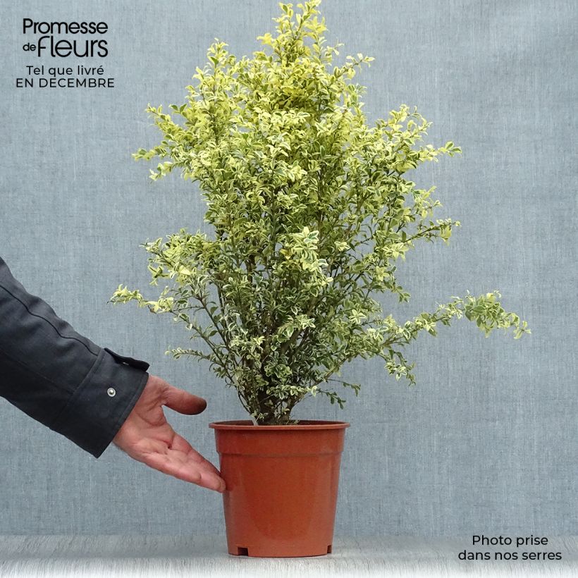 Buis commun panaché - Buxus sempervirens Elegans Pot de 2L/3L esemplare consegnato in inverno