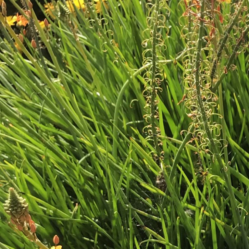 Bulbine frutescens Hallmarck - Fiore di serpente (Fogliame)