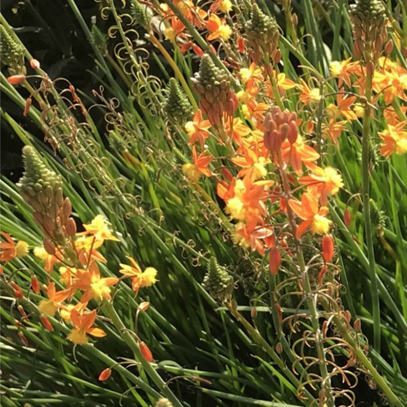 Bulbine frutescens Hallmarck - Fiore di serpente (Fioritura)