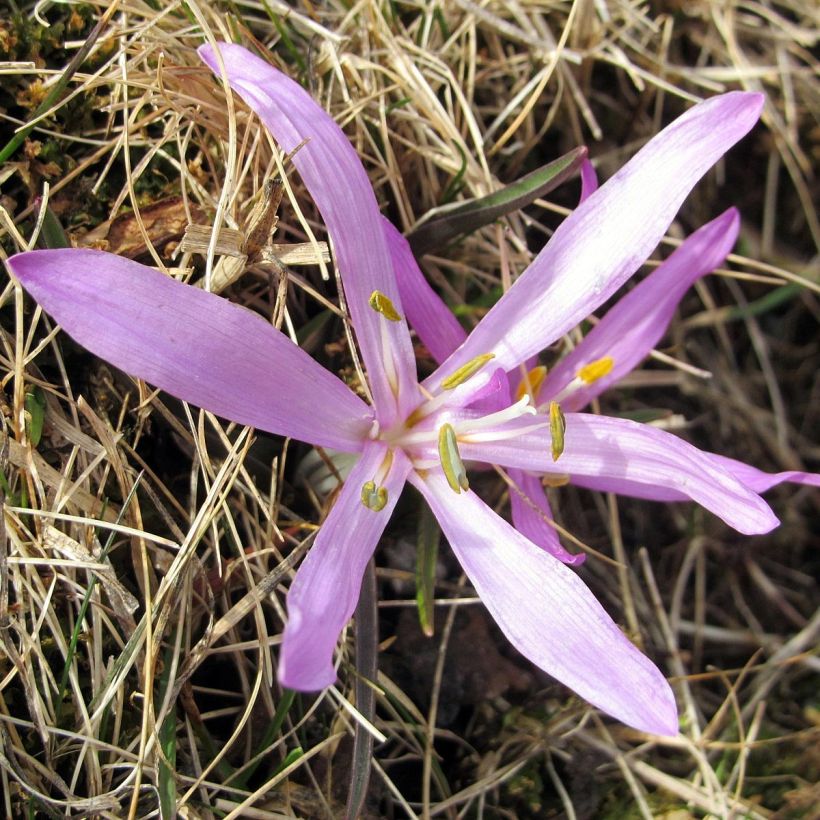 Bulbocodium vernum - Colchico di Spagna (Fioritura)