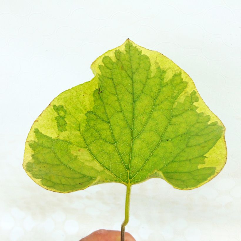 Brunnera macrophylla Hadspen Cream (Fogliame)