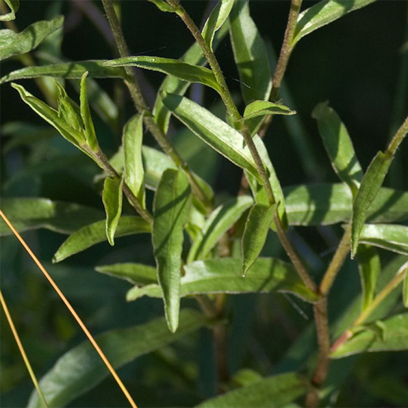 Buphthalmum salicifolium Alpen Gold - Asteroide salicina (Fogliame)