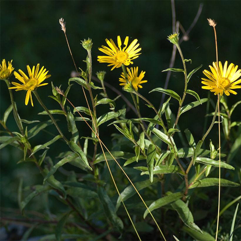 Buphthalmum salicifolium Alpen Gold - Asteroide salicina (Fioritura)