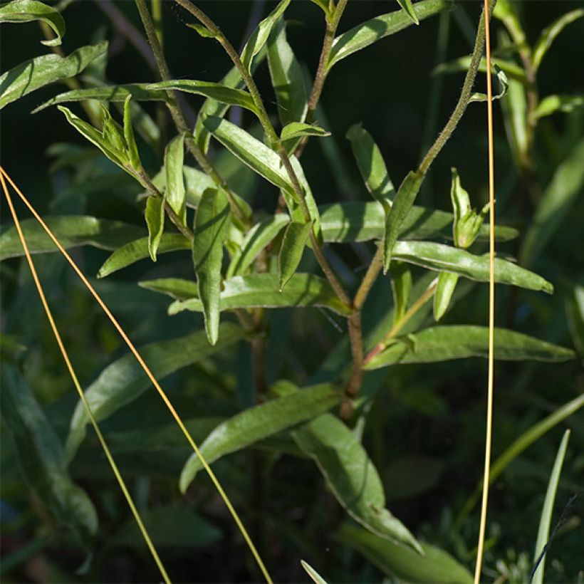 Buphthalmum salicifolium Dora - Asteroide salicina (Fogliame)