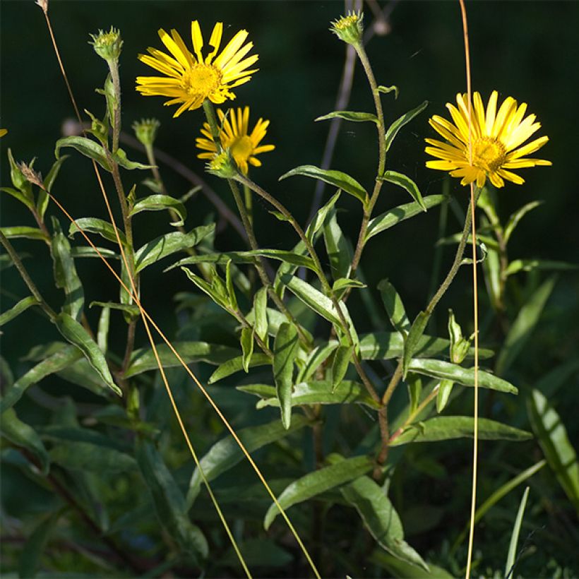 Buphthalmum salicifolium Dora - Asteroide salicina (Porto)