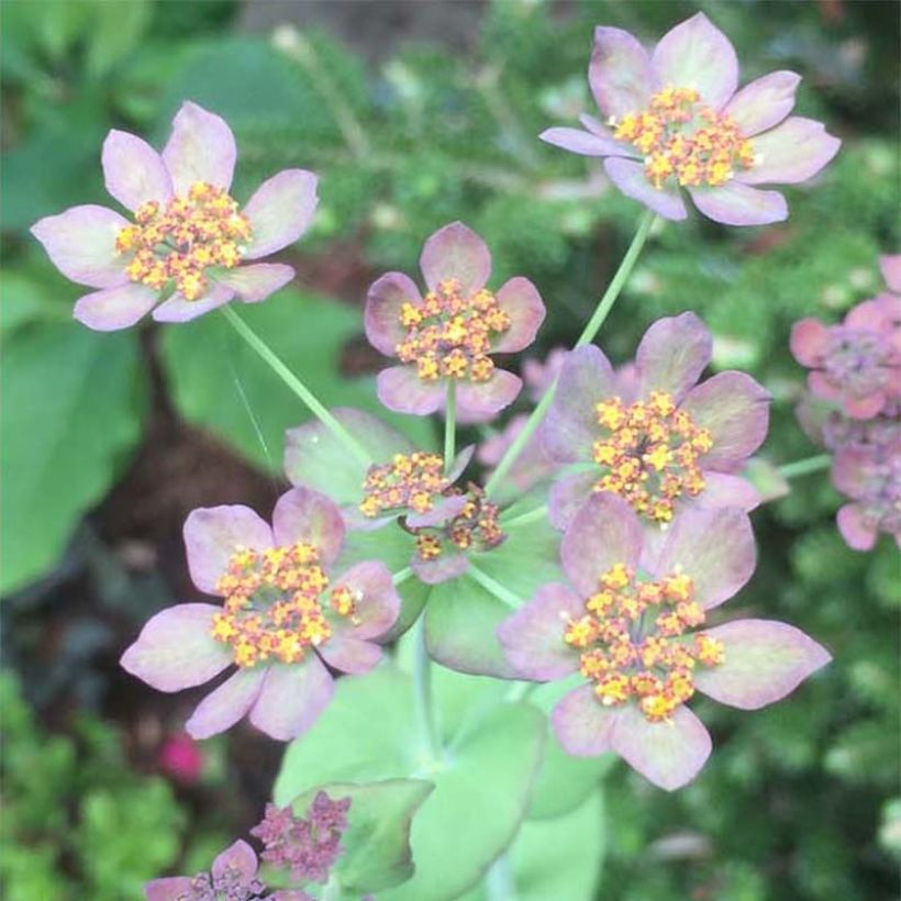 Bupleurum longifolium Bronze Beauty - Bupleuro a foglie lunghe (Fioritura)