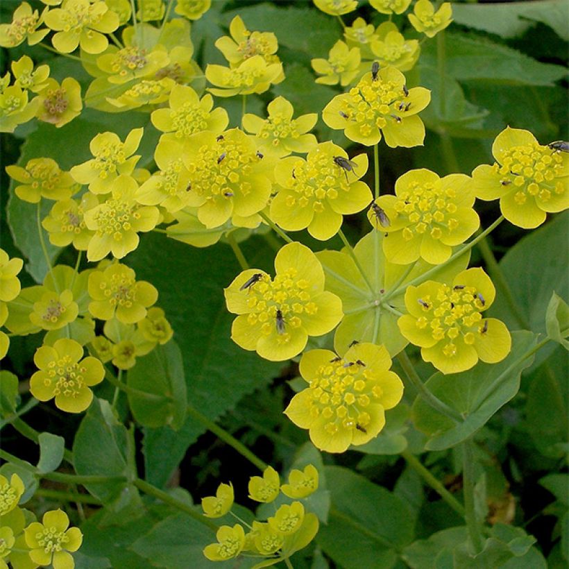 Bupleurum longifolium Aureum - Bupleuro a foglie lunghe (Fioritura)