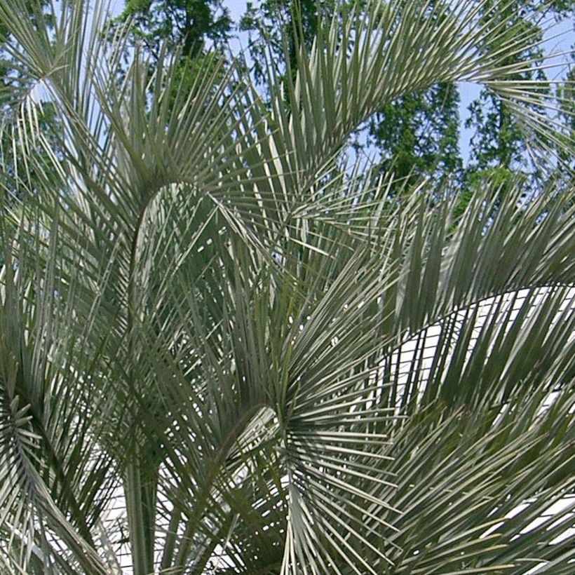 Butia capitata - Palma della gelatina (Fogliame)