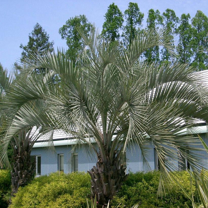 Butia capitata - Palma della gelatina (Porto)