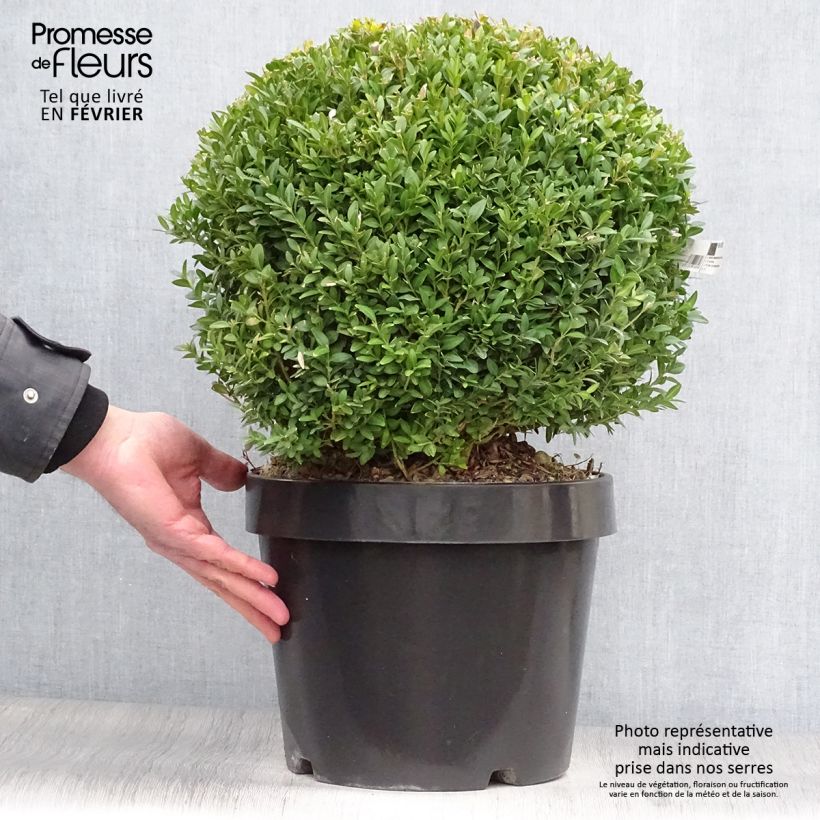 Buxus sempervirens Arborescens - Buis commun Pot de 7,5L/10L esemplare consegnato in inverno