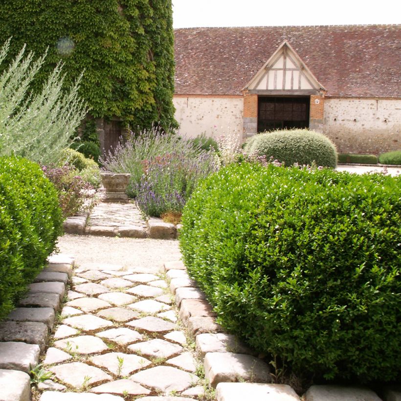 Buxus sempervirens Arborescent - Bosso (Porto)