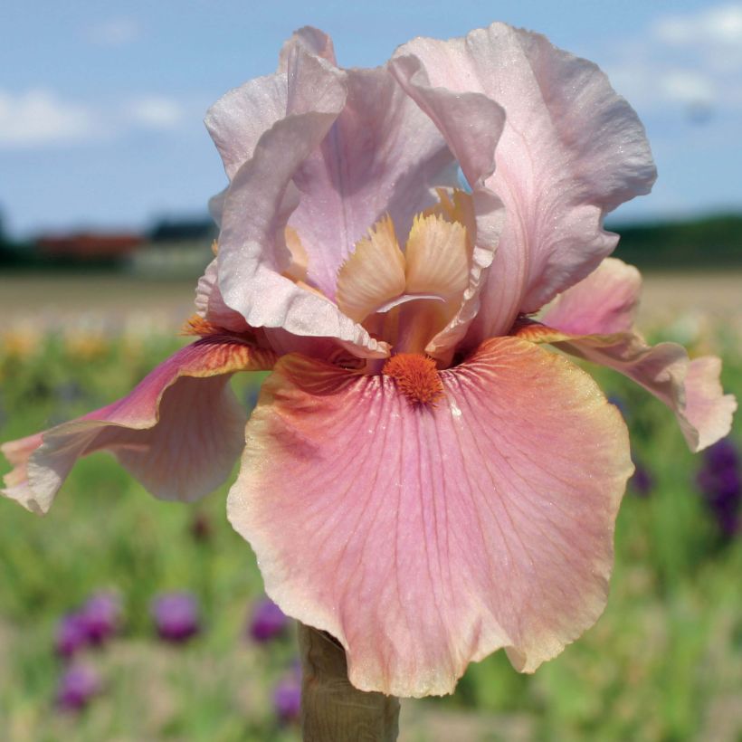 Iris germanica Cameo wine - Giaggiolo paonazzo (Fioritura)